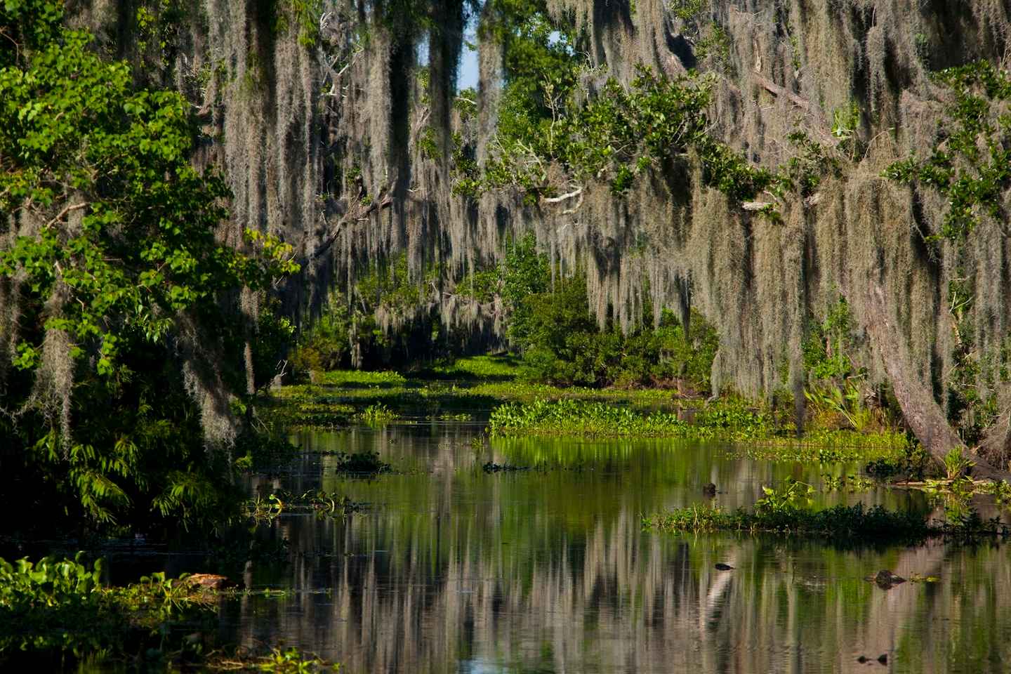 New Orleans: High Speed 16 Passenger Airboat Ride thumbnail