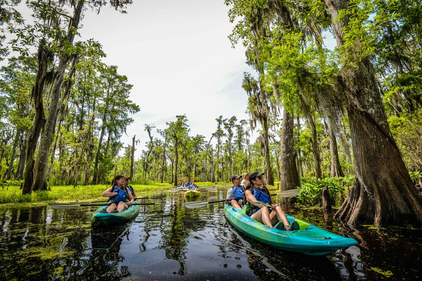 New Orleans: Manchac Magic Kayak Swamp Tour thumbnail