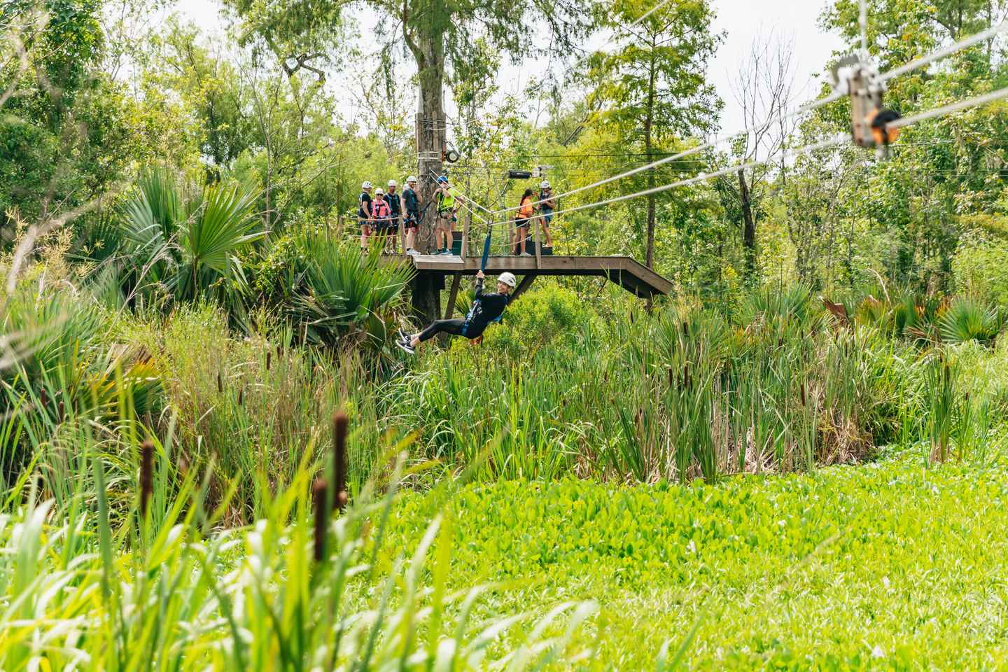 New Orleans: Swamp Zipline Tour thumbnail
